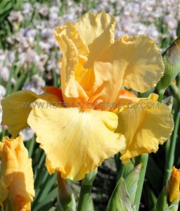 IRIS (BEARDED IRIS) GERMANICA ‘ORANGE CHARIOT‘ I (25 P.BAG)