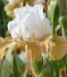 IRIS BEARDED IRIS GERMANICA PUMPKIN CHEESECAKE I 25 P.BAG