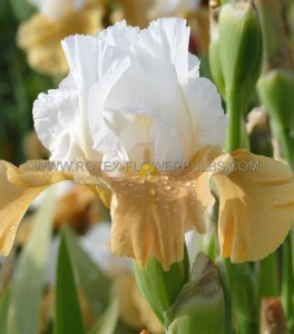 IRIS (BEARDED IRIS) GERMANICA ‘PUMPKIN CHEESECAKE‘ I (25 P.BAG)