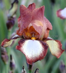 IRIS (BEARDED IRIS) GERMANICA ‘RIMFIRE‘ I (25 P.BAG)