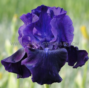 IRIS (BEARDED IRIS) GERMANICA ‘ROSALIE FIGGE‘ I (25 P.BAG)