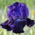 IRIS BEARDED IRIS GERMANICA ROSALIE FIGGE I 25 P.BAG