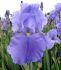 IRIS BEARDED IRIS GERMANICA SEA DOUBLE I 25 P.BAG