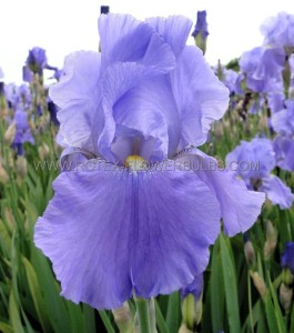 IRIS (BEARDED IRIS) GERMANICA ‘SEA DOUBLE‘ I (25 P.BAG)