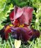 IRIS BEARDED IRIS GERMANICA SULTANS PALACE I 25 P.BAG