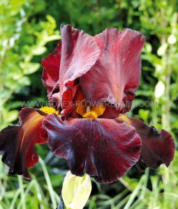 IRIS (BEARDED IRIS) GERMANICA ‘SULTANS PALACE‘ I (25 P.BAG)