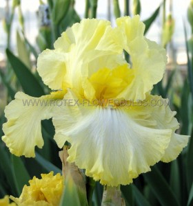 IRIS (BEARDED IRIS) GERMANICA ‘SUMMER OLYMPICS‘ I (25 P.BAG)