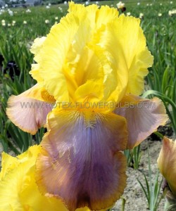 IRIS (BEARDED IRIS) GERMANICA ‘SUNSET SKY‘ I (25 P.BAG)