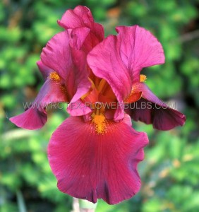 IRIS (BEARDED IRIS) GERMANICA ‘WAR CHIEF‘ I (25 P.BAG)