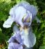 IRIS BEARDED IRIS PUMILA BLUE DENIM I 25 P.BAG