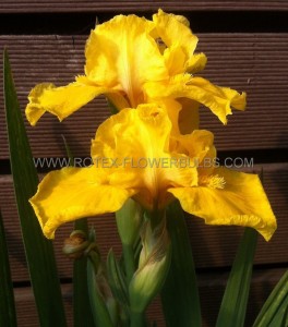 IRIS (BEARDED IRIS) PUMILA ‘BRASSIE‘ I (25 P.BAG)