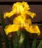 IRIS BEARDED IRIS PUMILA BRASSIE I 25 P.BAG