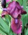 IRIS BEARDED IRIS PUMILA CHERRY GARDEN I 25 P.BAG