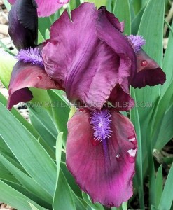 IRIS (BEARDED IRIS) PUMILA ‘CHERRY GARDEN‘ I (25 P.BAG)