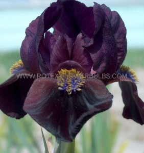 IRIS (BEARDED IRIS) PUMILA ‘DEMON‘ I (25 P.BAG)