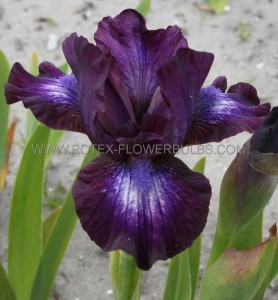 IRIS (BEARDED IRIS) PUMILA ‘LARRIKIN‘ I (25 P.BAG)