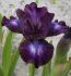 IRIS BEARDED IRIS PUMILA LARRIKIN I 25 P.BAG