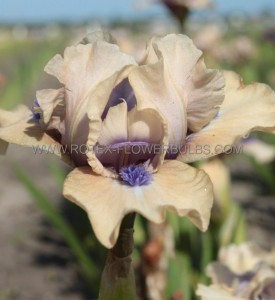 IRIS (BEARDED IRIS) PUMILA ‘TICKETY BOO‘ I (25 P.BAG)