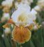 IRIS BEARDED IRIS GERMANICA HONEY GLAZED I 25 P.BAG