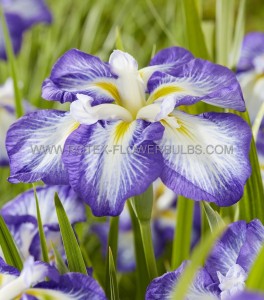 IRIS (JAPANESE IRIS) ENSATA ‘DINNER PLATE CARROT CAKE‘ I (25 P.BAG)