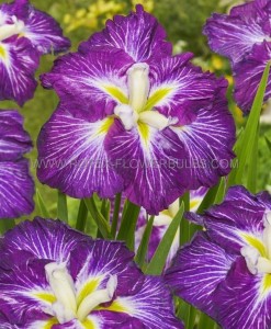 IRIS (JAPANESE IRIS) ENSATA ‘DINNER PLATE JELLO-O‘ I (25 P.BAG)