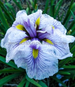 IRIS (JAPANESE IRIS) ENSATA ‘GREYWOODS CATRINA‘ I (25 P.BAG)