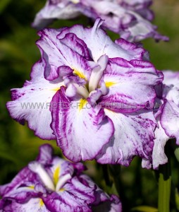 IRIS (JAPANESE IRIS) ENSATA ‘HARLEQUINESQUE‘ I (25 P.BAG)