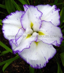 IRIS (JAPANESE IRIS) ENSATA ‘LIGHT AT DAWN‘ I (25 P.BAG)