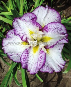 IRIS (JAPANESE IRIS) ENSATA ‘STIPPLED RIPPLES‘ I (25 P.BAG)