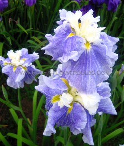 IRIS (JAPANESE IRIS) ENSATA ‘SUGAR DOME‘ I (25 P.BAG)