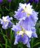 IRIS JAPANESE IRIS ENSATA SUGAR DOME I 25 P.BAG