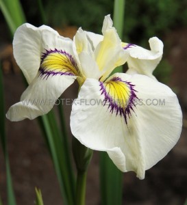 IRIS (PSEUDATA IRIS) PSEUDATA ‘CAT‘S EYE‘ I (25 P.BAG)