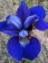 IRIS SIBERIAN IRIS SIBIRICA BLUE BIRD I 25 P.BAG