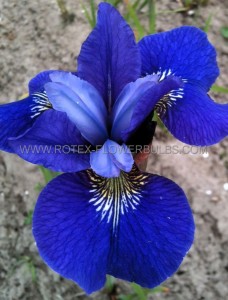 IRIS (SIBERIAN IRIS) SIBIRICA ‘BLUE BIRD‘ I (25 P.BAG)