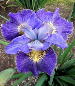 IRIS (SIBERIAN IRIS) SIBIRICA ‘CAPE COD BOYS‘ I (25 P.BAG)