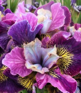 IRIS (SIBERIAN IRIS) SIBIRICA ‘CHARMING BILLY‘ I (25 P.BAG)