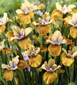 IRIS (SIBERIAN IRIS) SIBIRICA ‘COLONEL MUSTARD‘ I (25 P.BAG)