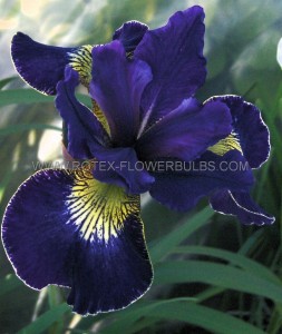 IRIS (SIBERIAN IRIS) SIBIRICA ‘GOLDEN EDGE‘ I (25 P.BAG)