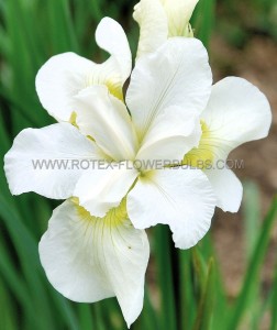 IRIS (SIBERIAN IRIS) SIBIRICA ‘GULL‘S WING‘ I (25 P.BAG)