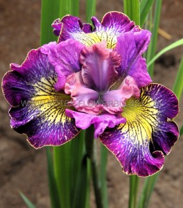 IRIS (SIBERIAN IRIS) SIBIRICA ‘HOW AUDACIOUS‘ I (25 P.BAG)