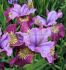 IRIS SIBERIAN IRIS SIBIRICA MISS APPLE I 25 P.BAG