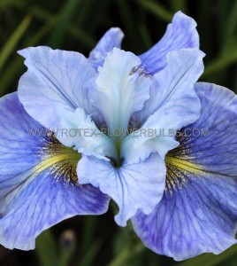 IRIS (SIBERIAN IRIS) SIBIRICA ‘MISSION BAY‘ I (25 P.BAG)