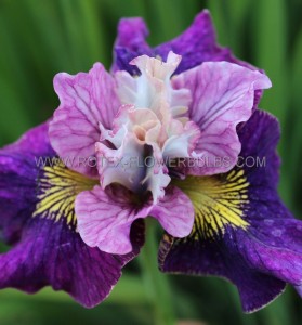 IRIS (SIBERIAN IRIS) SIBIRICA ‘ON MULBERRY STREET‘ I (25 P.BAG)