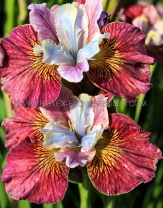 IRIS (SIBERIAN IRIS) SIBIRICA ‘PAINTED WOMAN‘ I (25 P.BAG)