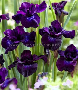 IRIS (SIBERIAN IRIS) SIBIRICA ‘PURPLELICIOUS‘ I (25 P.BAG)