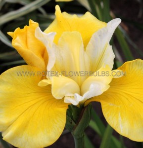 IRIS (SIBERIAN IRIS) SIBIRICA ‘SOLAR ENERGY‘ I (25 P.BAG)