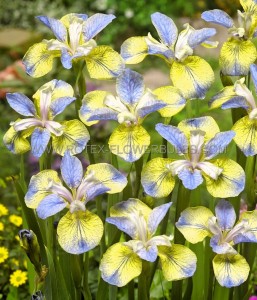 IRIS (SIBERIAN IRIS) SIBIRICA ‘TIPPED IN BLUE‘ I (25 P.BAG)