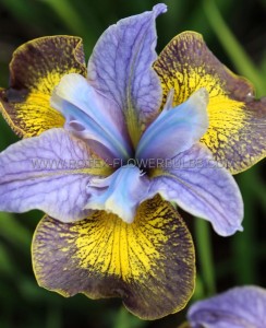 IRIS (SIBERIAN IRIS) SIBIRICA ‘UNCORKED‘ I (25 P.BAG)