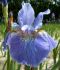 IRIS SIBERIAN IRIS SIBIRICA WELCOME RETURN I 25 P.BAG