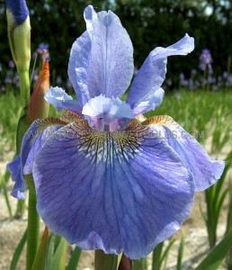 IRIS (SIBERIAN IRIS) SIBIRICA ‘WELCOME RETURN‘ I (25 P.BAG)